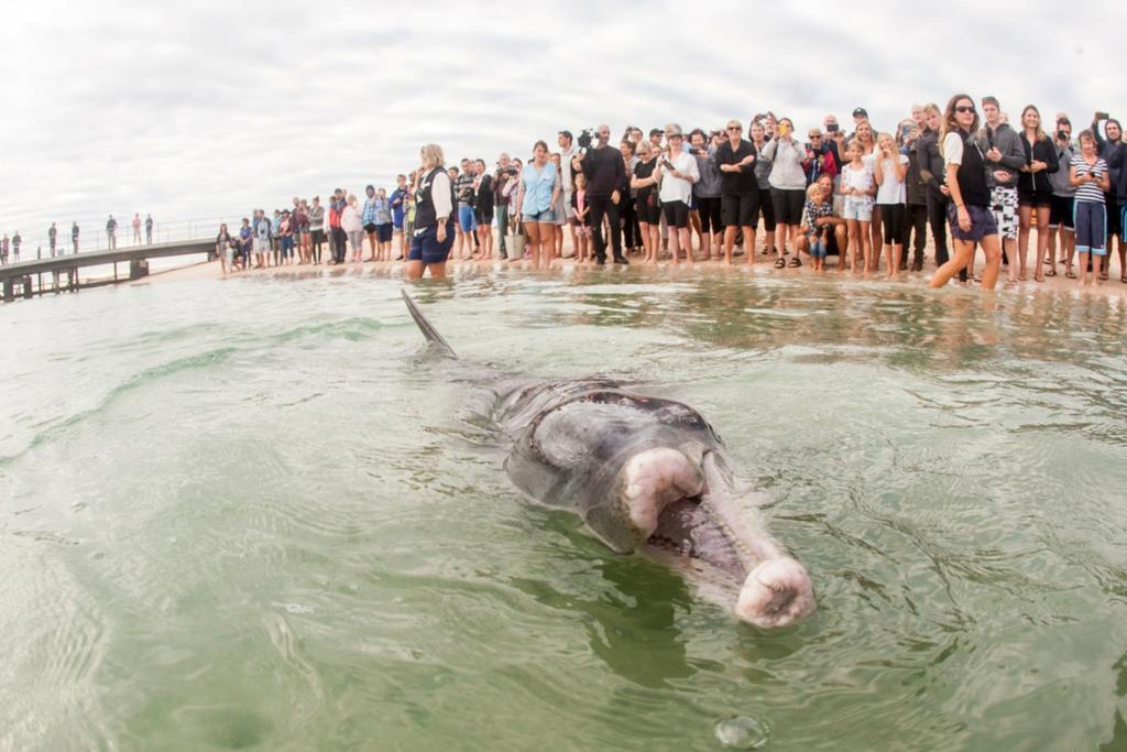 Rac Monkey Mia Dolphin Resort Exteriér fotografie