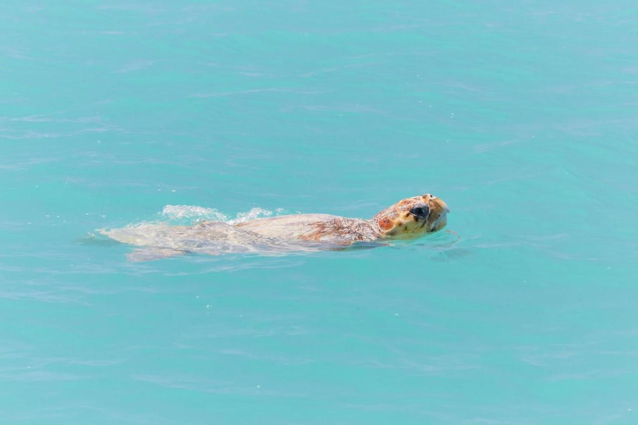 Rac Monkey Mia Dolphin Resort Exteriér fotografie